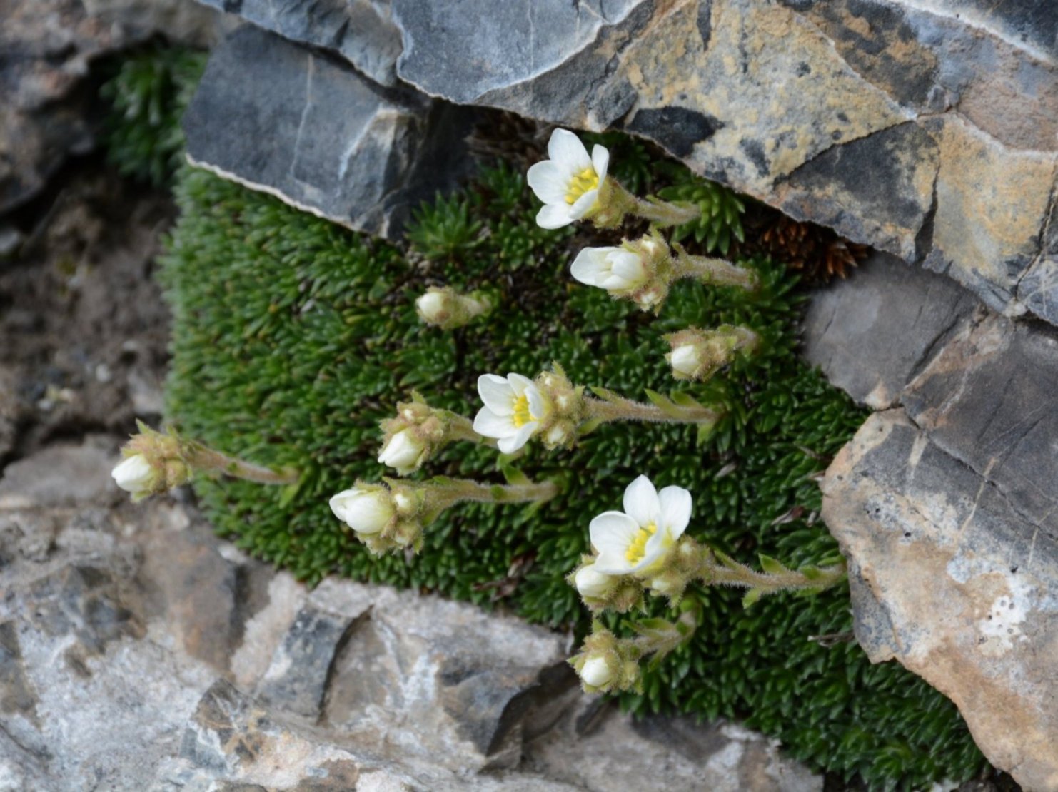 Saxifraga vandellii / Sassifraga di Vandelli